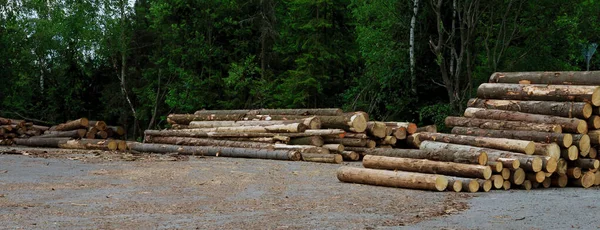 Orman yolu boyunca kütük yığınları, Tatry.,