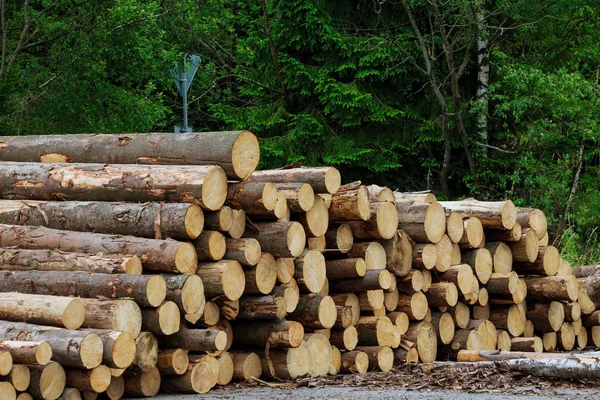 Orman yolu boyunca kütük yığınları, Tatry.,