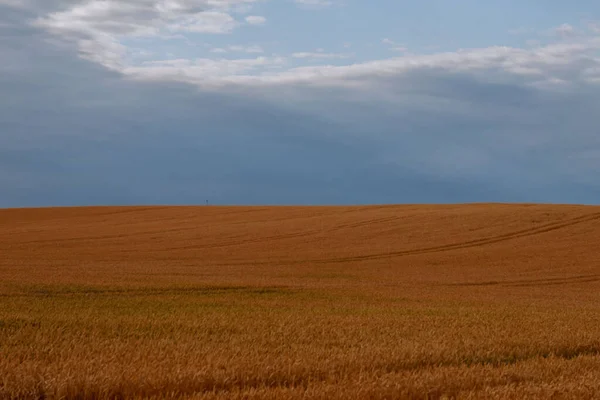 Campo de trigo dourado com céu nublado no fundo — Fotografia de Stock