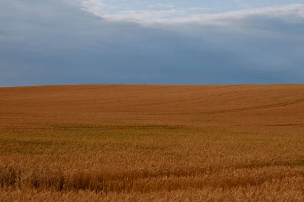 Goldenes Weizenfeld mit bewölktem Himmel im Hintergrund — Stockfoto