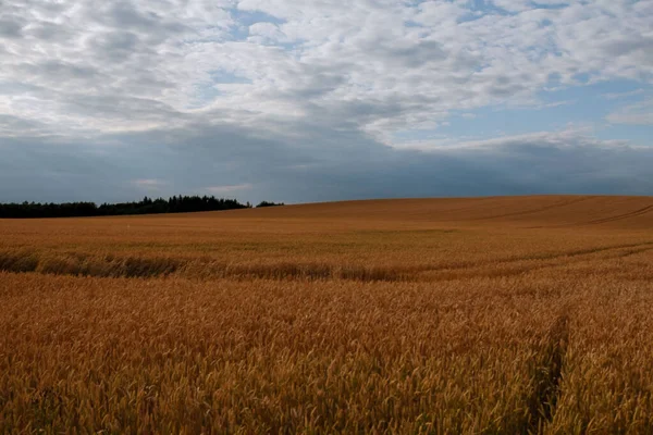 Campo de trigo dourado com céu nublado no fundo — Fotografia de Stock