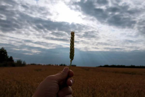 밀밭을 배경으로 손에 들고 있는 밀 물갈퀴. — 스톡 사진