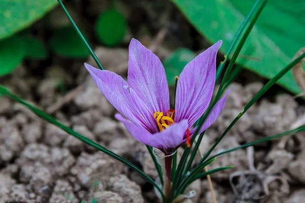 Saffraanbloemen op een saffraanveld tijdens de bloei. — Stockfoto