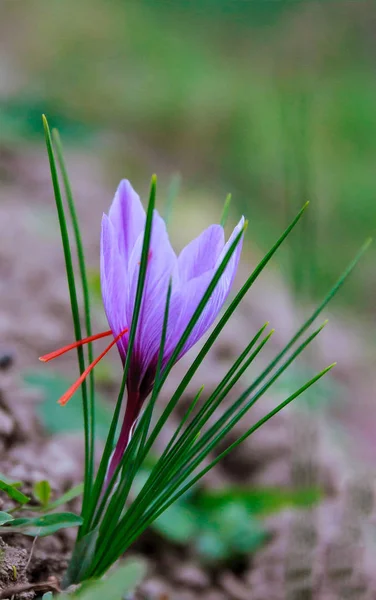 Saffraanbloemen op een saffraanveld tijdens de bloei. — Stockfoto