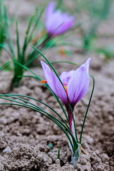 Çiçek açarken safran tarlasında safran çiçekleri. — Stok fotoğraf
