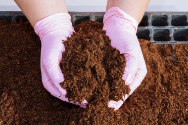 Çiftçinin elinde bir avuç verimli toprak. Tohum ekiyorum. Tohumlar büyüyor..