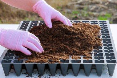 Humus toprağıyla dolu plastik fidan kasetlerine biber tohumları ekme hazırlığı.
