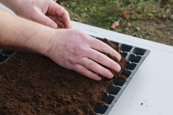 Preparation for sowing pepper seeds in plastic seedling cassettes filled with humus soil.