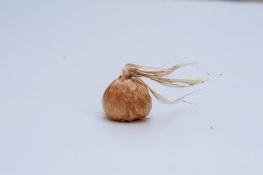 Beyaz arka planda Crocus ampulü. Safran..