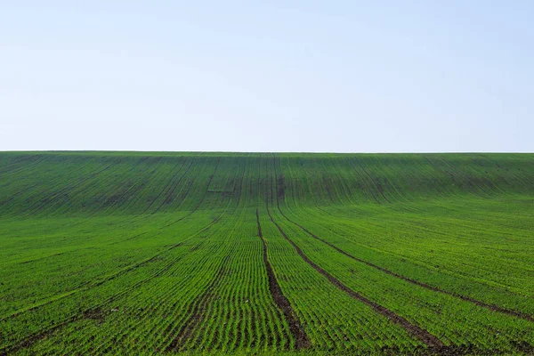 Blick auf landwirtschaftliches Feld mit Triebe von Winterweizen. — Stockfoto