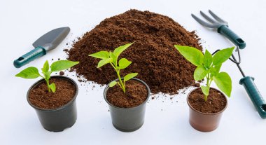 Plastik bir tencerede tatlı Paprika fideleri ve beyaz arka planda bereketli bir toprak yığını.