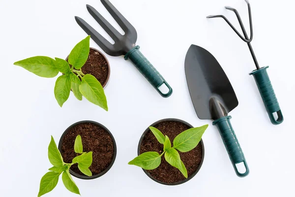 Vegetabiliska Plantor Och Trädgårdsverktyg Vit Bakgrund — Stockfoto