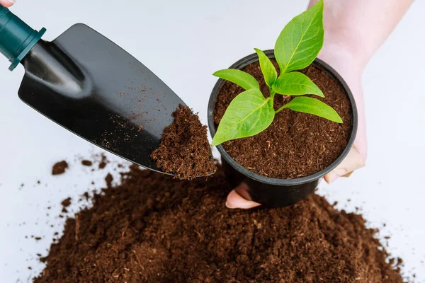 Süße Paprika Setzlinge Einem Plastiktopf Und Ein Haufen Fruchtbaren Bodens — Stockfoto