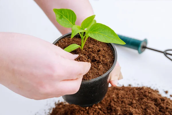 pile of fertile land on a white background. Planting pepper in plastic pots