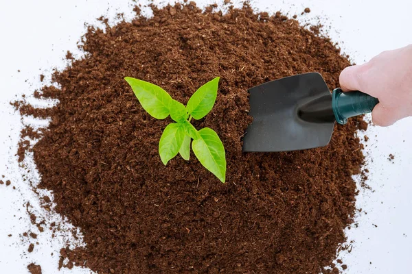 pile of fertile land on a white background. Planting pepper in plastic pots