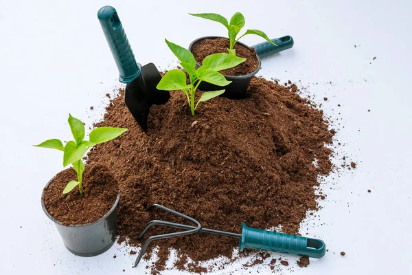 Süße Paprika Setzlinge Einem Plastiktopf Und Ein Haufen Fruchtbaren Bodens — Stockfoto