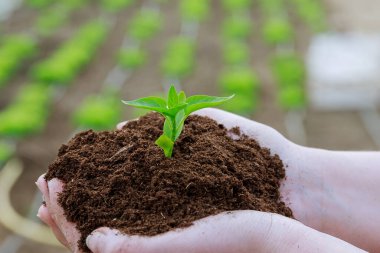 Çiftçi elinde biber fidanlarıyla toprağı tutuyor.