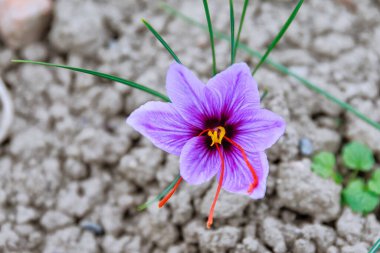 Safran tarlasında çiçek açarken safran çiçekleri.