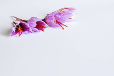 Taze safran çiçeği ve beyaz arka planda kurumuş safran iplikler. Kopyalama alanı.