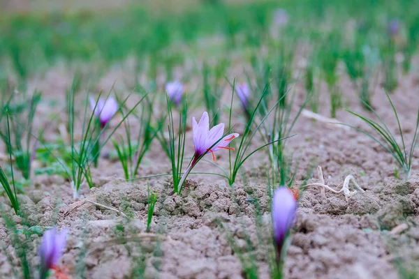 Saffron flowers on a saffron field during flowering.