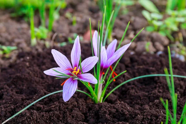 Safran tarlasında çiçek açarken safran çiçekleri.