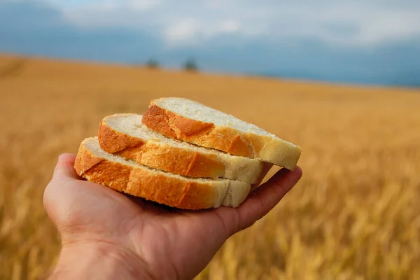 Man Holding Bread Background Wheat Field — Stock Photo, Image