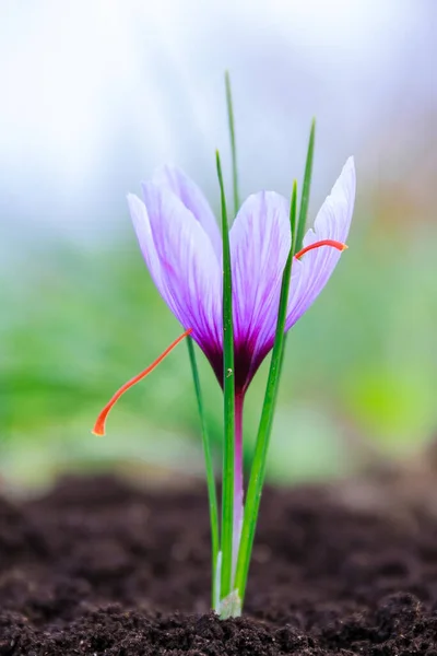 Saffron flowers on a saffron field during flowering.