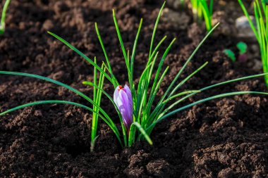 Çiçek açarken safran tarlasında safran çiçekleri.