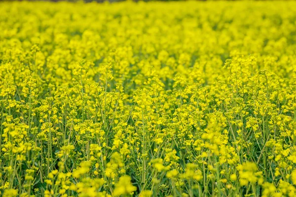 Landscape Yellow Rapeseed Field Biofuel Bright Yellow Rapeseed Oil — Stock Photo, Image