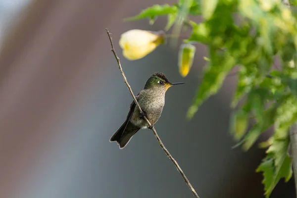 Aves Chile Sus Distintos Habitats — стокове фото