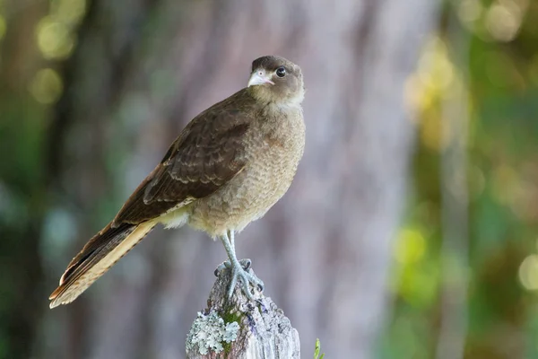 Aves Chile Sus Distintos Habitats — стоковое фото