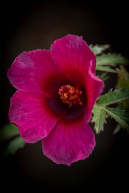 Güzel dekan keneviri ya da amber çiçeği yeşil yapraklarla çiçek açar, genellikle Hint keneviri çiçeği olarak bilinir.