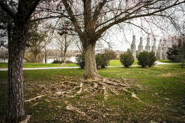 Корни дерева, выступающего из земли в поисках питательных веществ — стоковое фото
