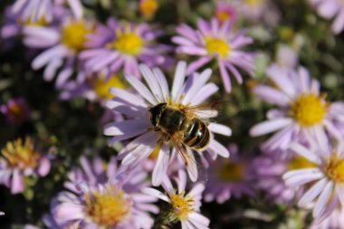 Meşgul bir arı menekşe çiçeklerinden nektar topluyor.