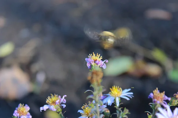 A bee is busy flying around the flowers and collecting nectar