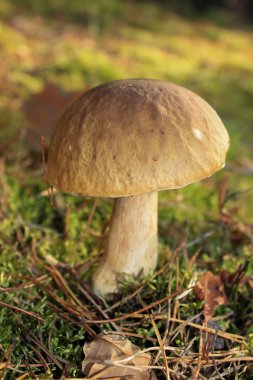 Güzel Boletus edulis ayrıca çekirdekli çörekler, porsuk ya da yapraklı ve kozalaklı ormanlarda yetişen beyaz mantarlar olarak da bilinir. Bulanık arkaplan, yakın plan