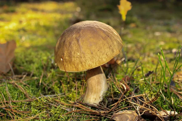 Beautiful Boletus Edulis Also Called Cep Penny Bun Porcino White — Stock Photo, Image