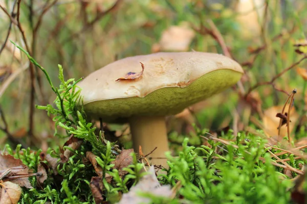 Beautiful Boletus edulis also called cep, penny bun, porcino or white mushroom growing in deciduous and coniferous forests. Very aromatic, using in many cuisines. Hidden in moss, close-up — Stock Image Beautiful Boletus Edulis Also Called Cep Penny Bun Porcino White Stock Picture
