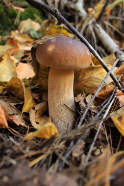 Güzel Boletus edulis ayrıca çekirdekli çörekler, porsuk ya da yapraklı ve kozalaklı ormanlarda yetişen beyaz mantarlar olarak da bilinir. Yaprakların arasına gizlenmiş.