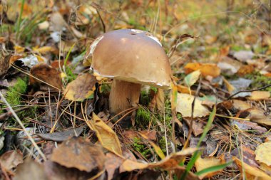 Güzel Boletus edulis ayrıca yeşil bitkilerin arasına gizlenmiş sepet, bozuk para, porcino ya da beyaz mantar olarak da bilinir. Yaprak döken ve kozalaklı ormanlarda yetişiyor. Bulanık arkaplan, yakın plan