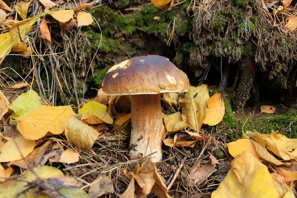 Beau Boletus Edulis Aussi Appelé Cep Penny Bun Porcino Champignon — Photo