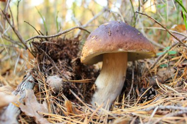 Güzel Boletus edulis ayrıca sepet, penilik çörek, porcino veya yapraklı ve kozalaklı ormanlarda yetişen beyaz mantar olarak da bilinir..
