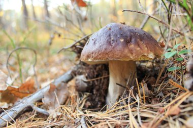 Güzel Boletus edulis ayrıca yeşil bitkilerin arasına gizlenmiş sepet, bozuk para, porcino ya da beyaz mantar olarak da bilinir. Yaprak döken ve kozalaklı ormanlarda yetişiyor. Bulanık arkaplan, yakın plan