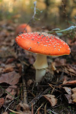 Yaprakların arasına gizlenmiş beyaz benekli kırmızı mantar. Zehirli amanita muscaria, yaygın olarak sinek agariği olarak bilinir ya da sonbaharda yaprak döken ve kozalaklı ormanlarda büyüyen sinek amanita.