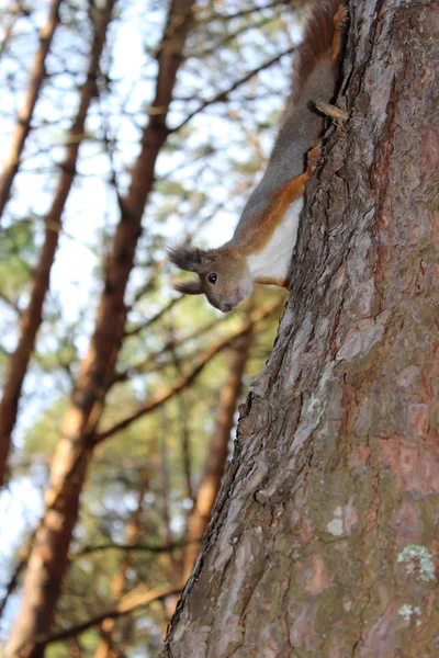 Hermosa Ardilla Rubio Esponjosa Bajando Sobre Pino Bosque Otoño Distrito — Foto de Stock