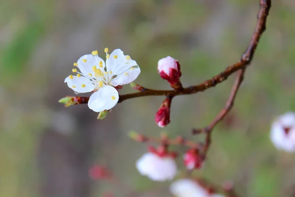 Alperce Árvore Perfeita Flor Gotas Chuva Nas Flores Dia Primavera — Fotografia de Stock
