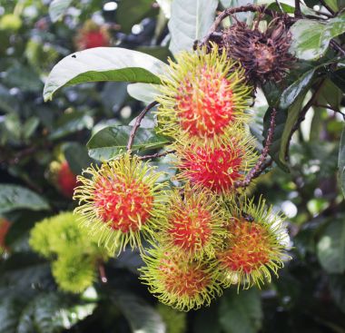 Bahçedeki renkli rambutan.