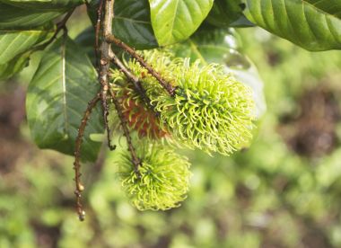 Bahçedeki renkli rambutan.