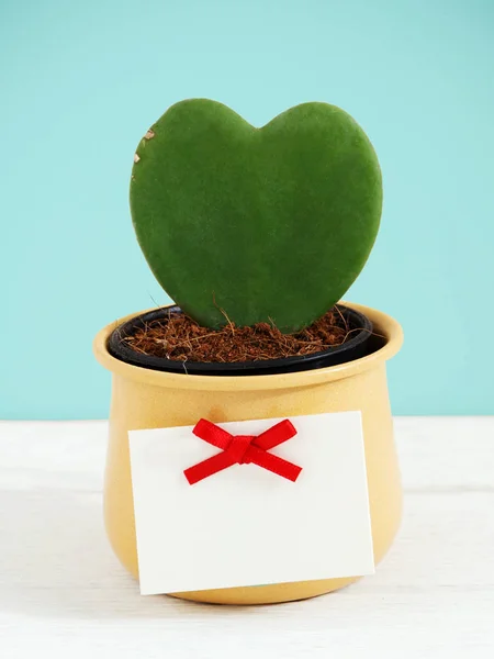 Heart plant with tag — Stock Photo, Image