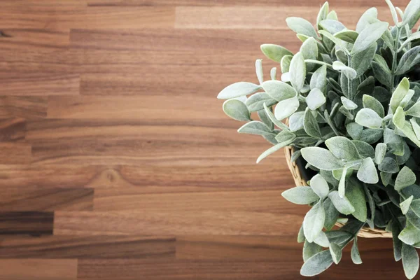 Plant on wooden desk